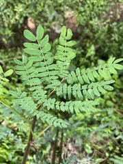 Phyllanthus niruri