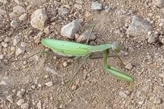 Mantis religiosa
