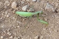 Mantis religiosa