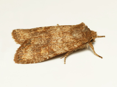 Lithophane semiusta