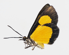 Colaciticus johnstoni