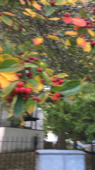Aria edulis