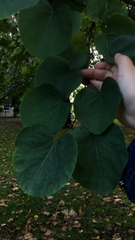 Cercis siliquastrum