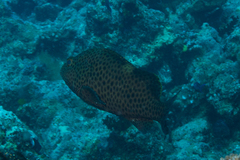 Epinephelus maculatus