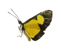 Colaciticus johnstoni