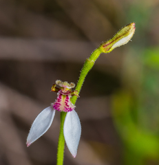 Eriochilus dilatatus