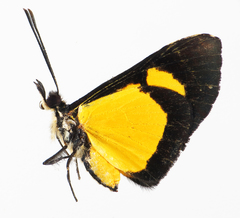 Colaciticus johnstoni