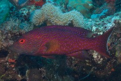 Variola albimarginata