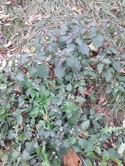 Solanum nigrum
