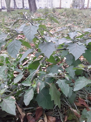 Solanum nigrum