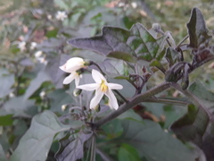 Solanum nigrum