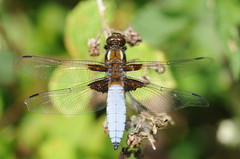 Broad-bodied Chaser - Photo (c) Thomas Bresson, some rights reserved (CC BY)