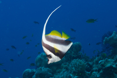 Heniochus acuminatus