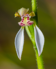 Eriochilus dilatatus
