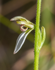 Eriochilus dilatatus