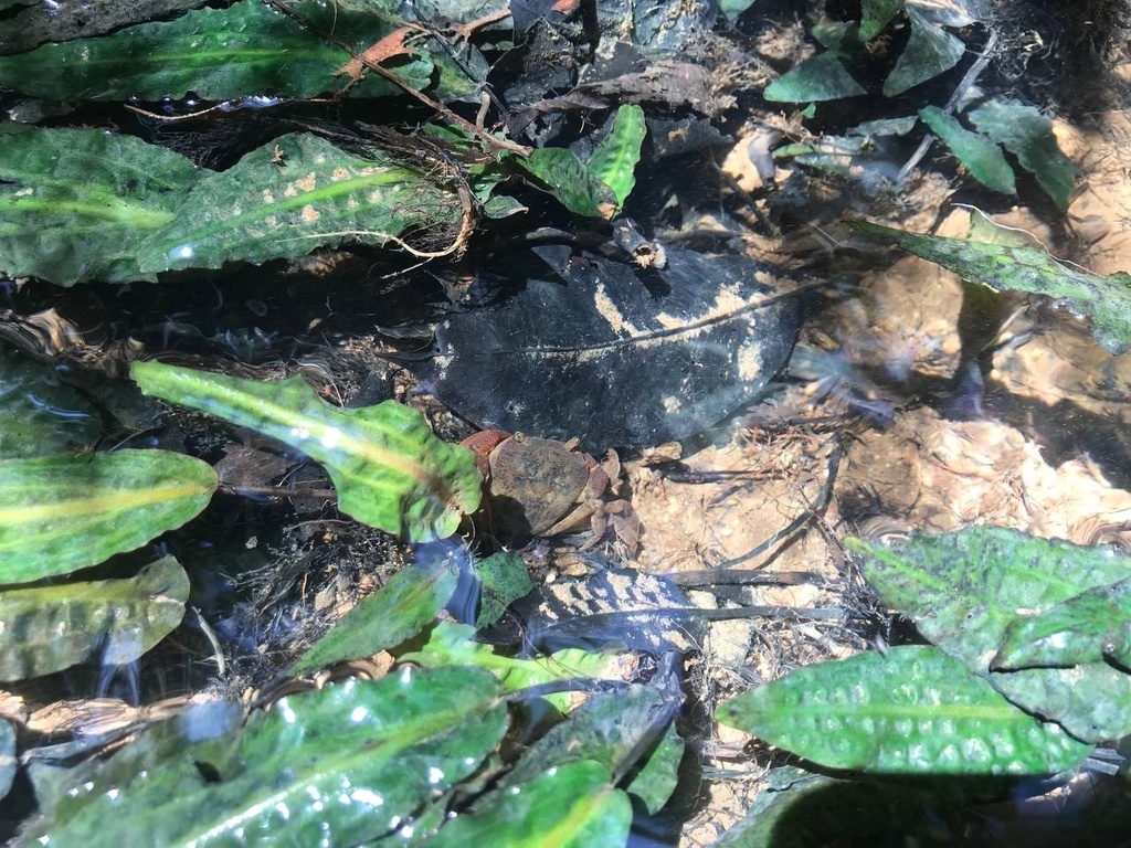 Cryptocoryne affinis