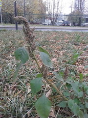Amaranthus retroflexus