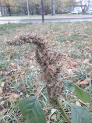 Amaranthus retroflexus