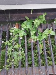 Stellaria aquatica