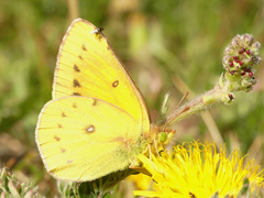 Colias vauthierii