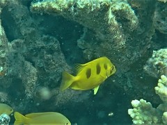 Siganus trispilos