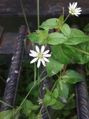 Stellaria aquatica