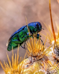 Sphaerobothris ulkei