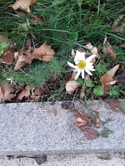Tripleurospermum inodorum