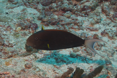 Acanthurus nigricauda