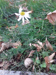 Tripleurospermum inodorum