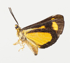 Pachythone bicolor