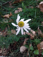 Tripleurospermum inodorum