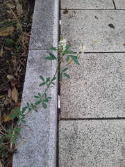 Melilotus albus
