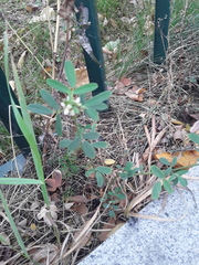 Melilotus albus