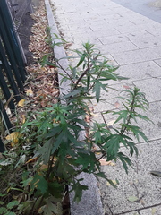Artemisia vulgaris