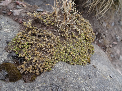 Arenaria bryoides (Arenaria bryoides)