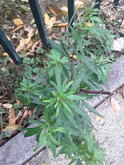 Artemisia vulgaris