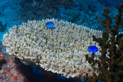 Paracanthurus hepatus