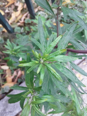 Artemisia vulgaris