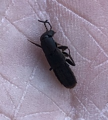 Platydracus mysticus