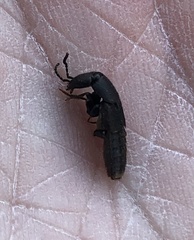 Platydracus mysticus
