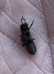 Platydracus mysticus