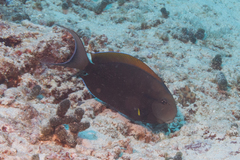 Acanthurus nigricauda