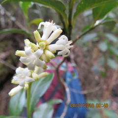 Palicourea boqueronensis
