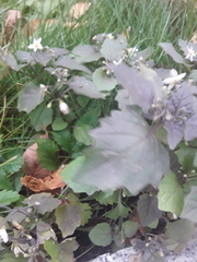 Solanum nigrum