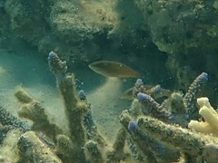 Stethojulis strigiventer