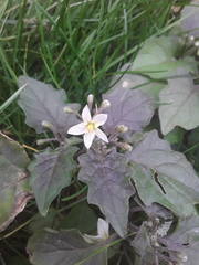 Solanum nigrum