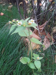 Galinsoga quadriradiata