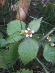 Galinsoga quadriradiata