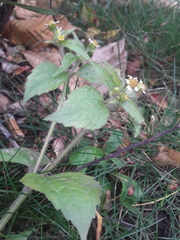 Galinsoga quadriradiata